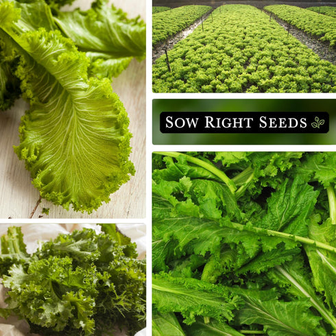Packet (1) Sow Right Seeds - Greenwave Mustard Greens Seed for Planting - Non-GMO Heirloom with Instructions to Plant