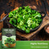 (5 Packs) Corn Salad Seeds for Planting - Mache, Lamb's Lettuce - Cold Hardy Salad Greens - Heirloom Verte de Cambrai
