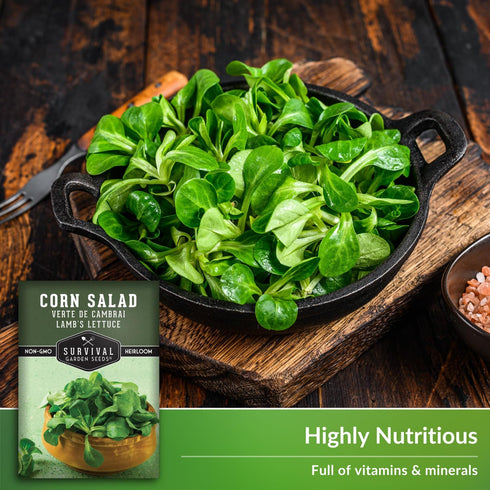 (3 Packs) Corn Salad Seeds for Planting - Mache, Lamb's Lettuce - Cold Hardy Salad Greens - Heirloom Verte de Cambrai