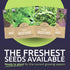Pack 4 Packs 2026 Organic Mustard Green Seeds Variety - Individual - Season - Mizuna, Pizzo, Bekana, and Red Giant!