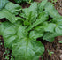(3.0g) 95% Gaea's Blessing Seeds - Spinach Seeds - Giant Winter Spinach Non-GMO Seeds with Easy to Follow Planting