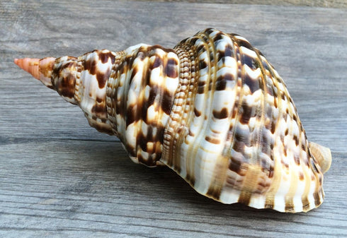 Conch Shell Decor - Large Triton Sea Shell 8-9" for Decoration and Crafts - Magic Conch Shell