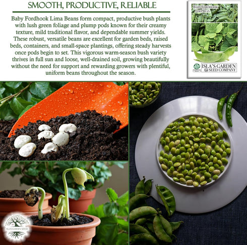 25 Baby Fordhook Lima Bean Seeds (Bush Lima, Phaseolus lunatus) Non GMO Heirloom Seeds by Islas Garden Seeds, Tender