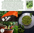 25 Baby Fordhook Lima Bean Seeds (Bush Lima, Phaseolus lunatus) Non GMO Heirloom Seeds by Islas Garden Seeds, Tender