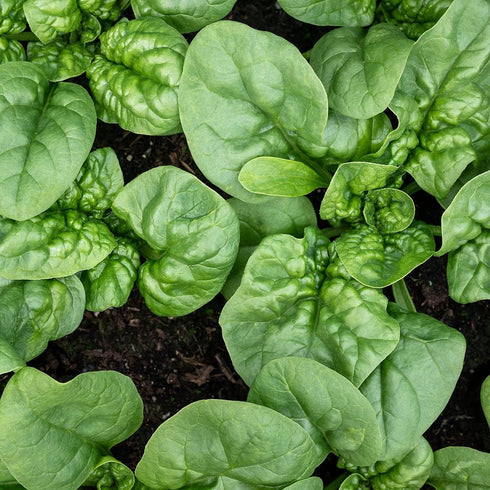 Purely Organic Products LLC 300 Organic Spinach Seeds (Bloomsdale Long Standing) - Approx Seeds - USDA Organic