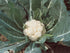 100 Burpee Snowball Self-Blanching Cauliflower Seeds seeds