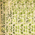 KASZOO 84Ft 12 Pack Artificial Ivy Garland, Vine Hanging Garland with 80 LED String Light, Green