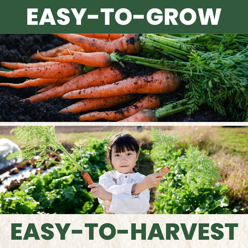 3,750 2026 5 Tendersweet Carrot Premium Seeds for Planting Smooth, Sweet, Coreless Roots for the Season Gram Pouch