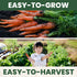 3,750 2026 5 Tendersweet Carrot Premium Seeds for Planting Smooth, Sweet, Coreless Roots for the Season Gram Pouch
