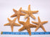 Nautical Crush Trading Real Starfish, 5 Large Brown Sugar Starfish (4-5in) for Crafts and Decorations