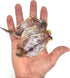 4 Pack AirFly Dried Squid Fishing Bait for Crab Snares & Traps, Easy & Powerful Crab Trap Attractant, Ready-to-Use, No