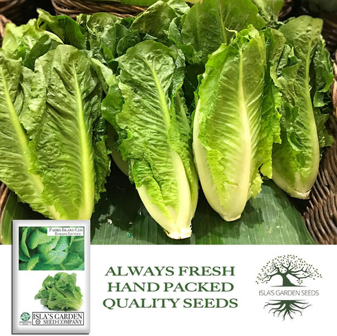 1000+ Parris Island Cos Romaine Lettuce Seeds (Lactuca sativa) Heirloom Non-GMO Seeds by Islas Garden Seeds, Crisp