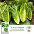 1000+ Parris Island Cos Romaine Lettuce Seeds (Lactuca sativa) Heirloom Non-GMO Seeds by Islas Garden Seeds, Crisp