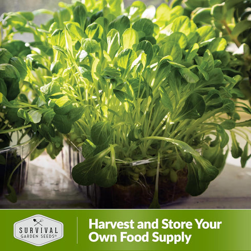 (5 Packs) Lettuce Microgreen Seeds for Planting - Non-GMO Heirloom Lettuce Seeds to Grow Crisp, Tender Microgreens
