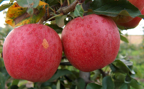 Gala Apple Tree - Grow Fresh Fruit - Live Plant Shipped 3