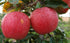 Gala Apple Tree - Grow Fresh Fruit - Live Plant Shipped 3