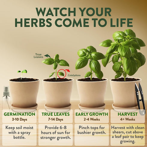 4 HOME GROWN Herb Garden Planter Indoor Kit Unique Christmas Gift for Adults, Men, & Women - Grow Heirloom Herb Seeds