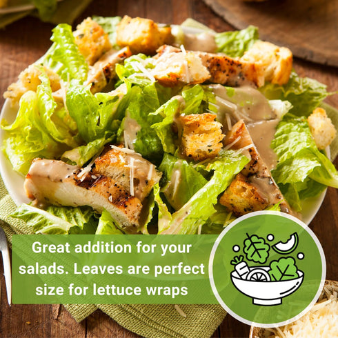 Packet (1) Sow Right Seeds - Giant Caesar Lettuce Seeds for Planting - Non-GMO Open Pollinated Heirloom