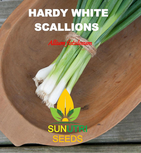 Sunutri Seeds 250+ Scallion Bunching Onion Seeds, Evergreen Hardy White, Heirloom, Non-GMO, Allium fistulosum