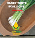 Sunutri Seeds 250+ Scallion Bunching Onion Seeds, Evergreen Hardy White, Heirloom, Non-GMO, Allium fistulosum