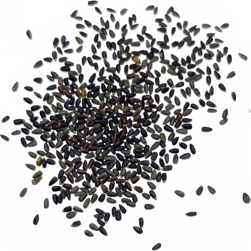 (1 Pack) Seed Needs Hyssop Seeds for Planting Blue Hyssop Herbs - Non-GMO Heirloom & Untreated Hyssopus officinalis