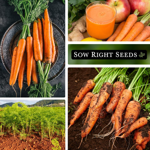 Packet (1) Sow Right Seeds - Tendersweet Carrot Seeds for Planting - Non-GMO Heirloom with Instructions to Plant & Grow