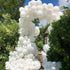 KOMOREBI White Balloons 12 Inch 100pcs Plain Latex Balloons for Birthday Engagement Wedding Baby Shower Party