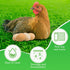4 11.8 23.6 kathson Pcs Washable Chicken Nesting Pads, X in Artificial Grass Turf Rug Cuttable Chicken Coop Liner