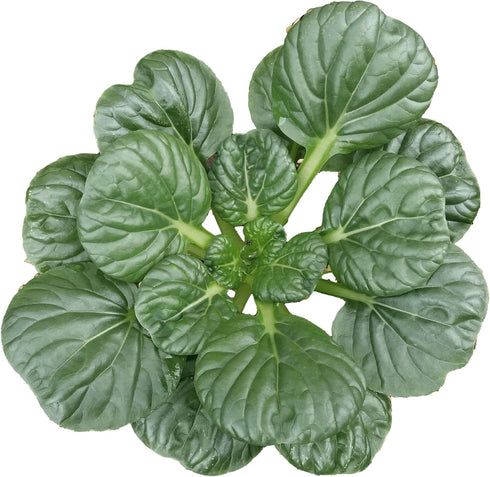 1000 Black Knight Tatsoi Mustard Seeds for Planting Heirloom, Non-GMO, USA Grown