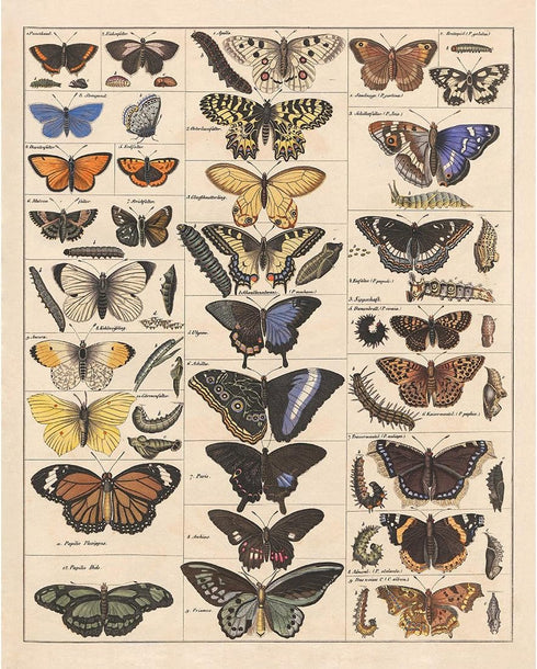 Meishe Vintage Butterflies Insects Art Poster Print, Butterfly Breeds Collection Species Identification Chart