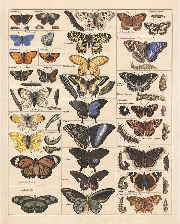 Meishe Vintage Butterflies Insects Art Poster Print, Butterfly Breeds Collection Species Identification Chart