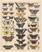 Meishe Vintage Butterflies Insects Art Poster Print, Butterfly Breeds Collection Species Identification Chart