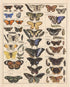 Meishe Vintage Butterflies Insects Art Poster Print, Butterfly Breeds Collection Species Identification Chart