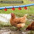 sansheng 12Pack Chicken Waterer Cups,Poultry Water Cups,Automatic Poultry Waterer for DIY Poultry Quail Duck Chicken
