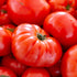 (1 Pack) Seed Needs Tomato Seeds for Planting Indeterminate True Beefsteak Tomatoes - Non-GMO Heirloom & Untreated