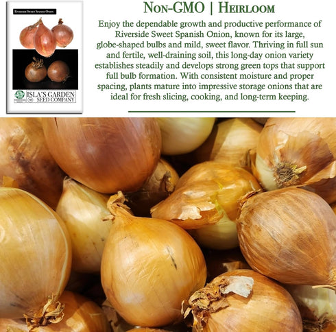 300+ Bulbs Riverside Sweet Spanish Onion Seeds (Allium cepa) Heirloom Non-GMO Seeds by Islas Garden Seeds, Large Mild