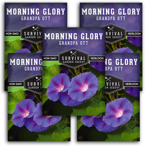Grandpa OTT Morning Glory Seeds for Planting - Plant & Grow Ipomoea