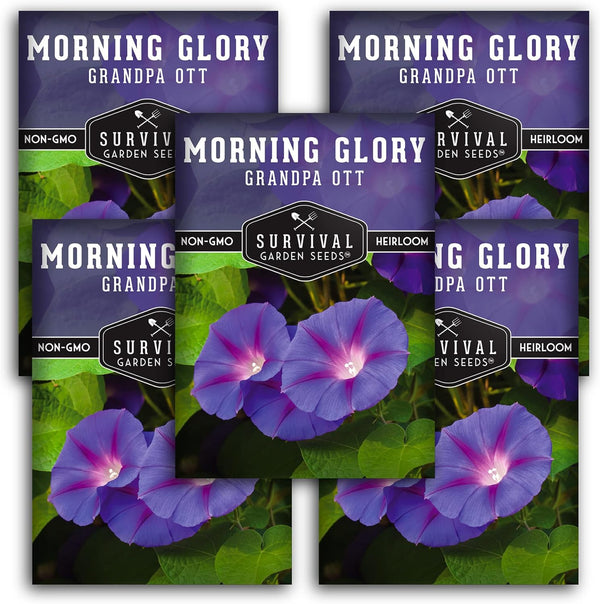 Grandpa OTT Morning Glory Seeds for Planting - Plant & Grow Ipomoea