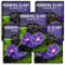 Grandpa OTT Morning Glory Seeds for Planting - Plant & Grow Ipomoea