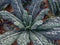 Generic 1000 Black Tuscan Lacinato Kale Seeds for Planting AKA Dinosaur Kale Heirloom