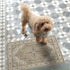 Collive Washable Indoor Doormat - Non-Slip Retro Floor Mat 20" x 32" Quick Absorbent Entrance Rug in Distressed Taupe