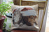 Tache Christmas Companions Cat Dog Holiday Throw Pillow Cushion Covers, 2 Piece
