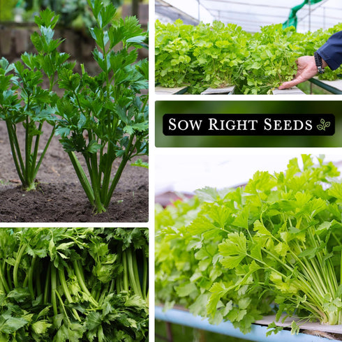 Packet (1) Sow Right Seeds - Chinese Celery Seeds for Planting - Non-GMO Heirloom with Instructions to Plant and Grow a