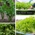 Packet (1) Sow Right Seeds - Chinese Celery Seeds for Planting - Non-GMO Heirloom with Instructions to Plant and Grow a
