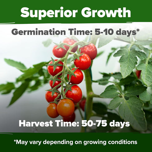 2 Pack Approx.1000 HOME GROWN Large Red Cherry Tomato Seeds (Solanum lycopersicum) - Non-GMO Heirloom Tomato Seeds