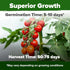 2 Pack Approx.1000 HOME GROWN Large Red Cherry Tomato Seeds (Solanum lycopersicum) - Non-GMO Heirloom Tomato Seeds