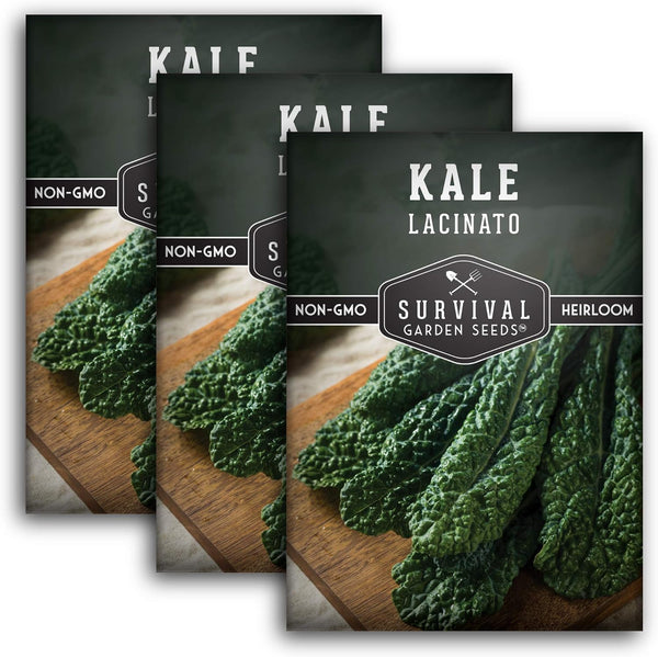 Lacinato Kale Seeds for Planting Outdoors or Indoors Heirloom Dinosaur Tuscan Kale