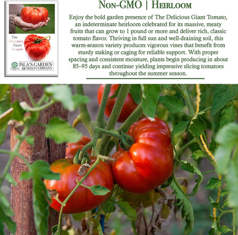 50+ 1 8595 Summer The Delicious Giant Beefsteak Tomato Seeds (Solanum lycopersicum) Heirloom Non-GMO Seeds by Islas