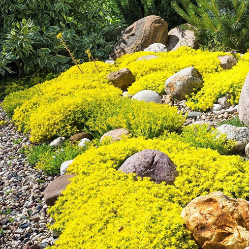 6000+ Mixed Creeping Thyme Seeds for Planting - Heirloom Flowers Perennial Thyme Non-GMO Thymus Serpyllum Seed Ground