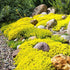 6000+ Mixed Creeping Thyme Seeds for Planting - Heirloom Flowers Perennial Thyme Non-GMO Thymus Serpyllum Seed Ground
